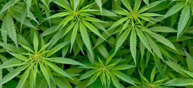 Cannabis-Aktie im Fokus Village Farms: Kleines Cannabis-Unternehmen mit Potenzial?